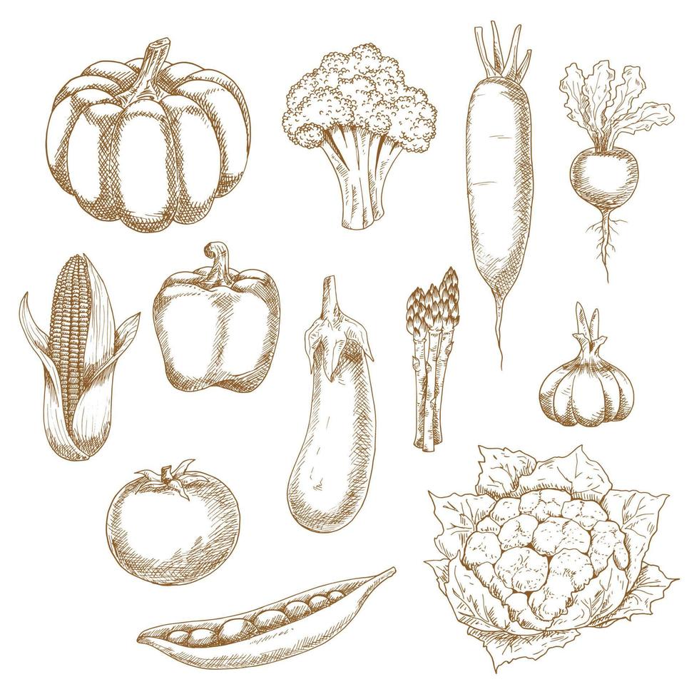 Retro stylized sketches of ripe vegetables vector