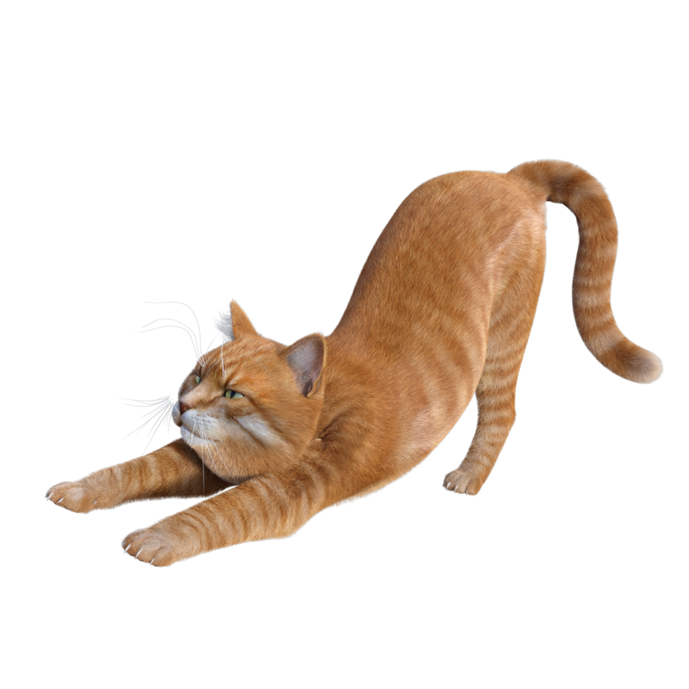 cute cat 3d rendering png