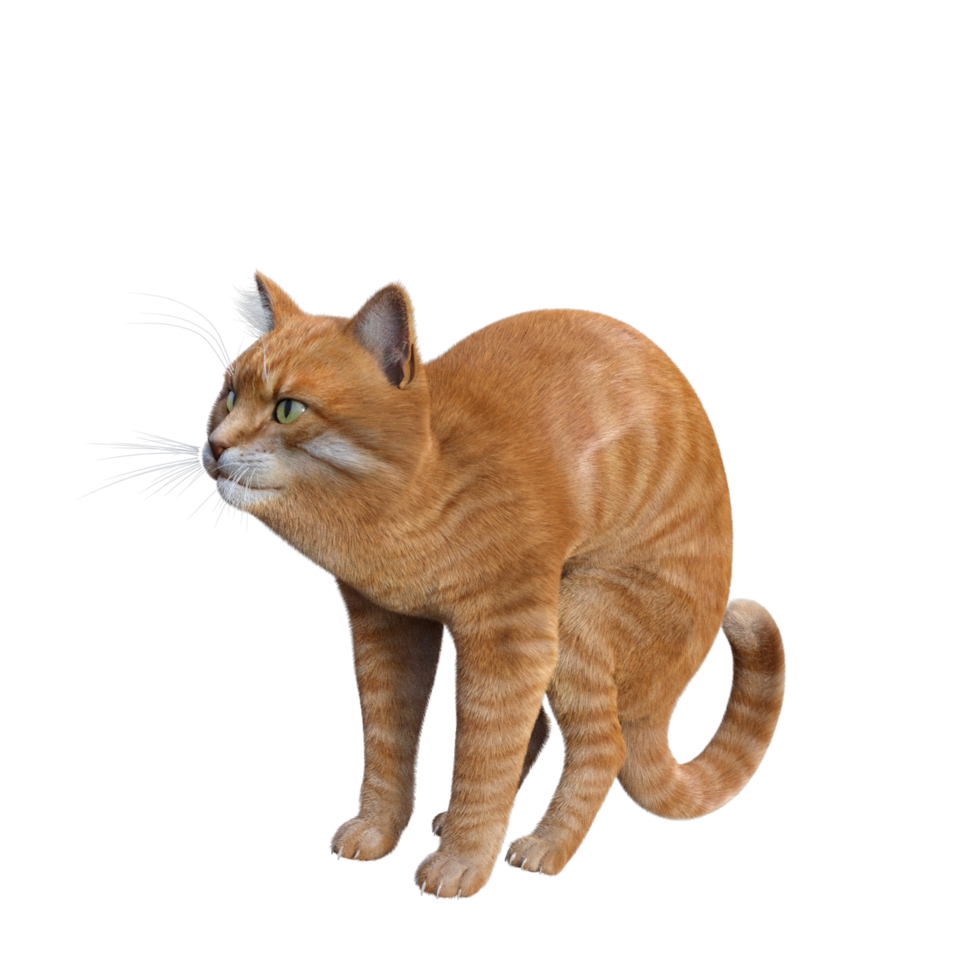 chat mignon rendu 3d png