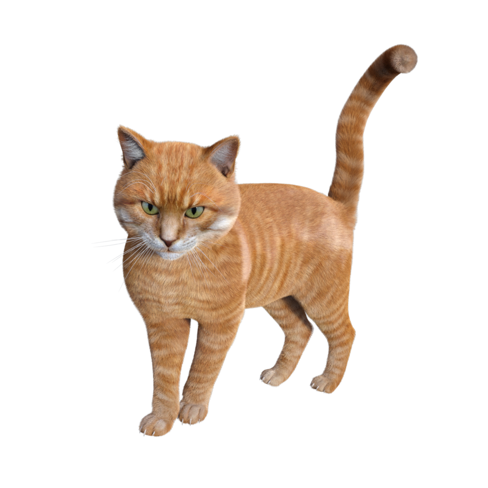 cute cat 3d rendering png