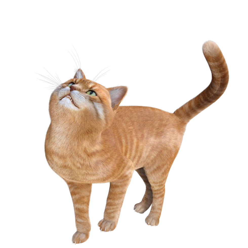 cute cat 3d rendering png