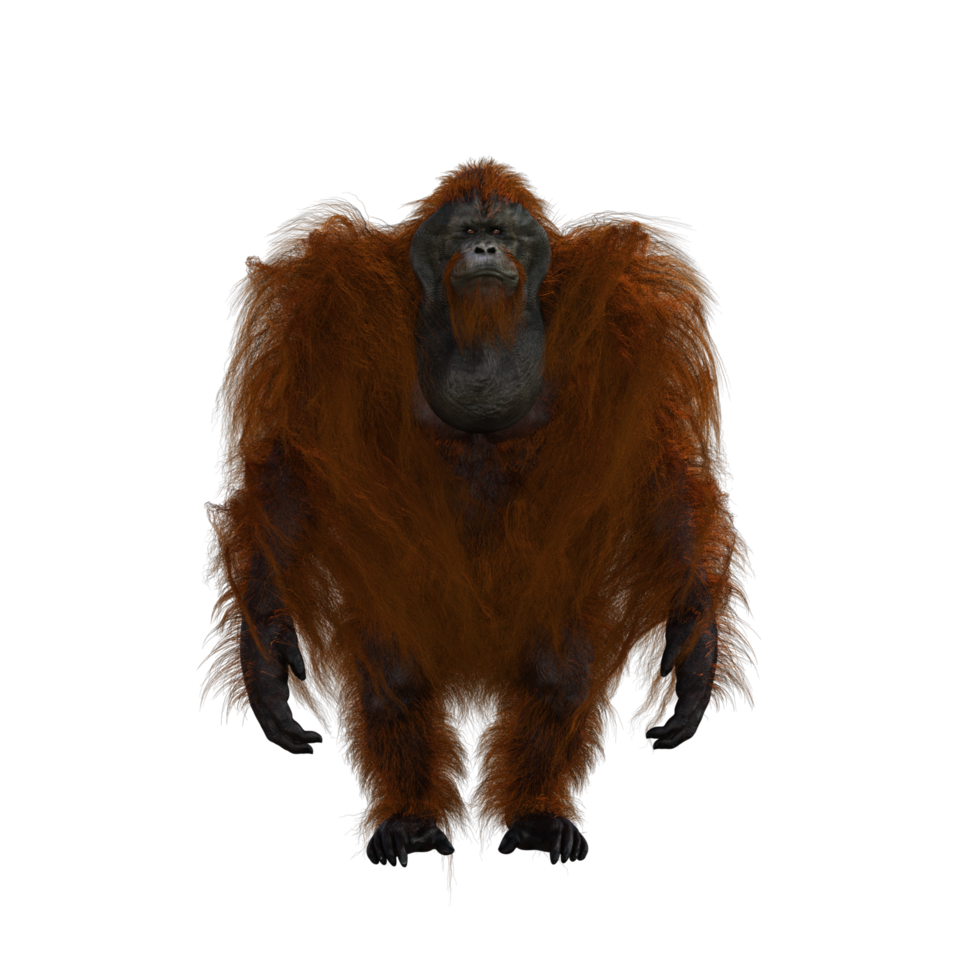 cute orang utan in style png