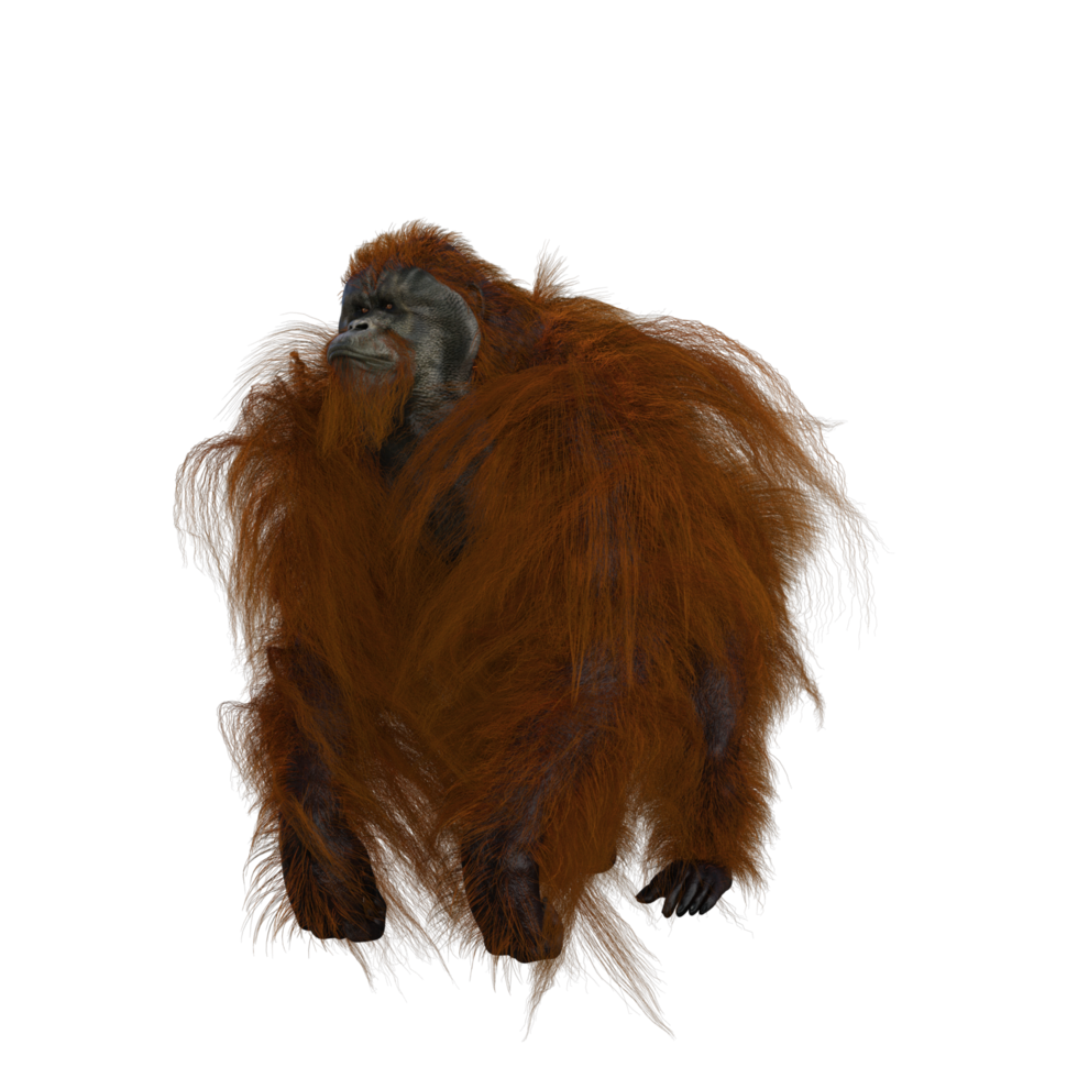 lindo orangután con estilo png