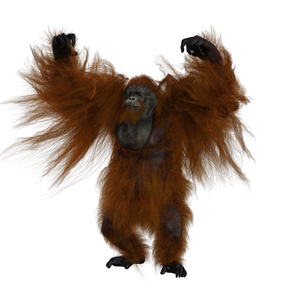lindo orangután con estilo png
