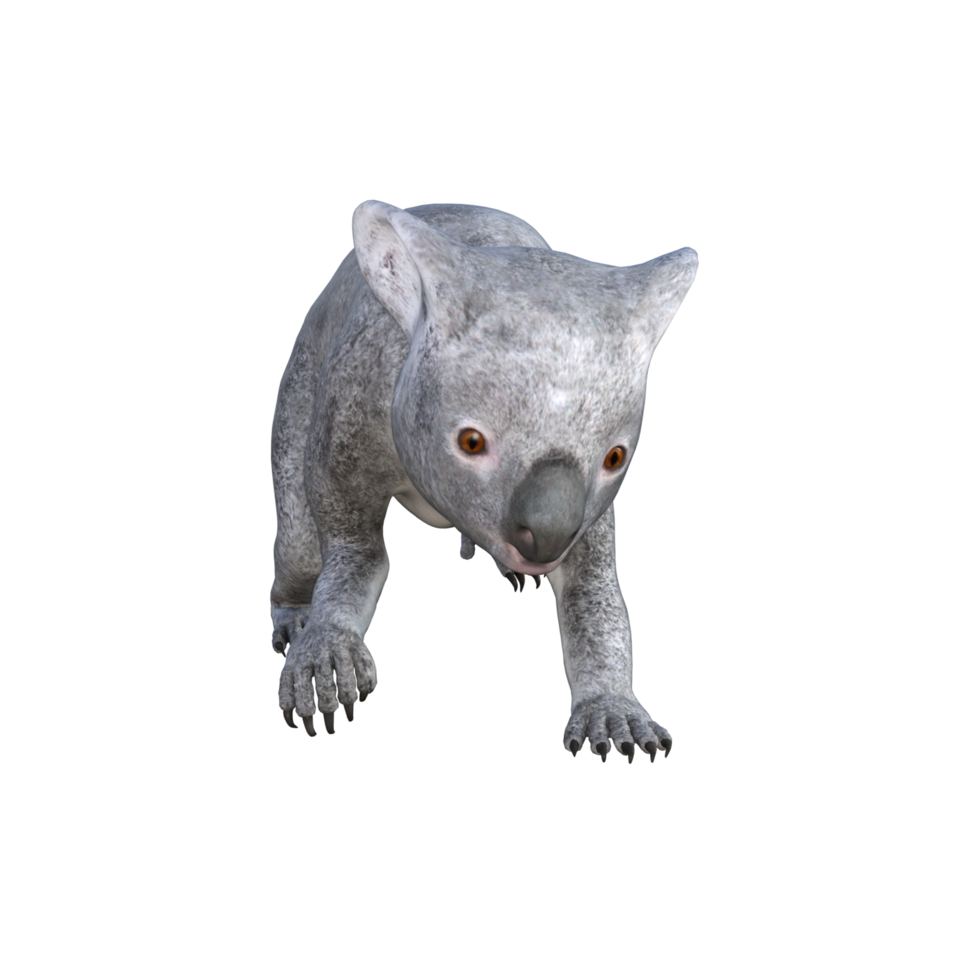 schattig koala 3d renderen png