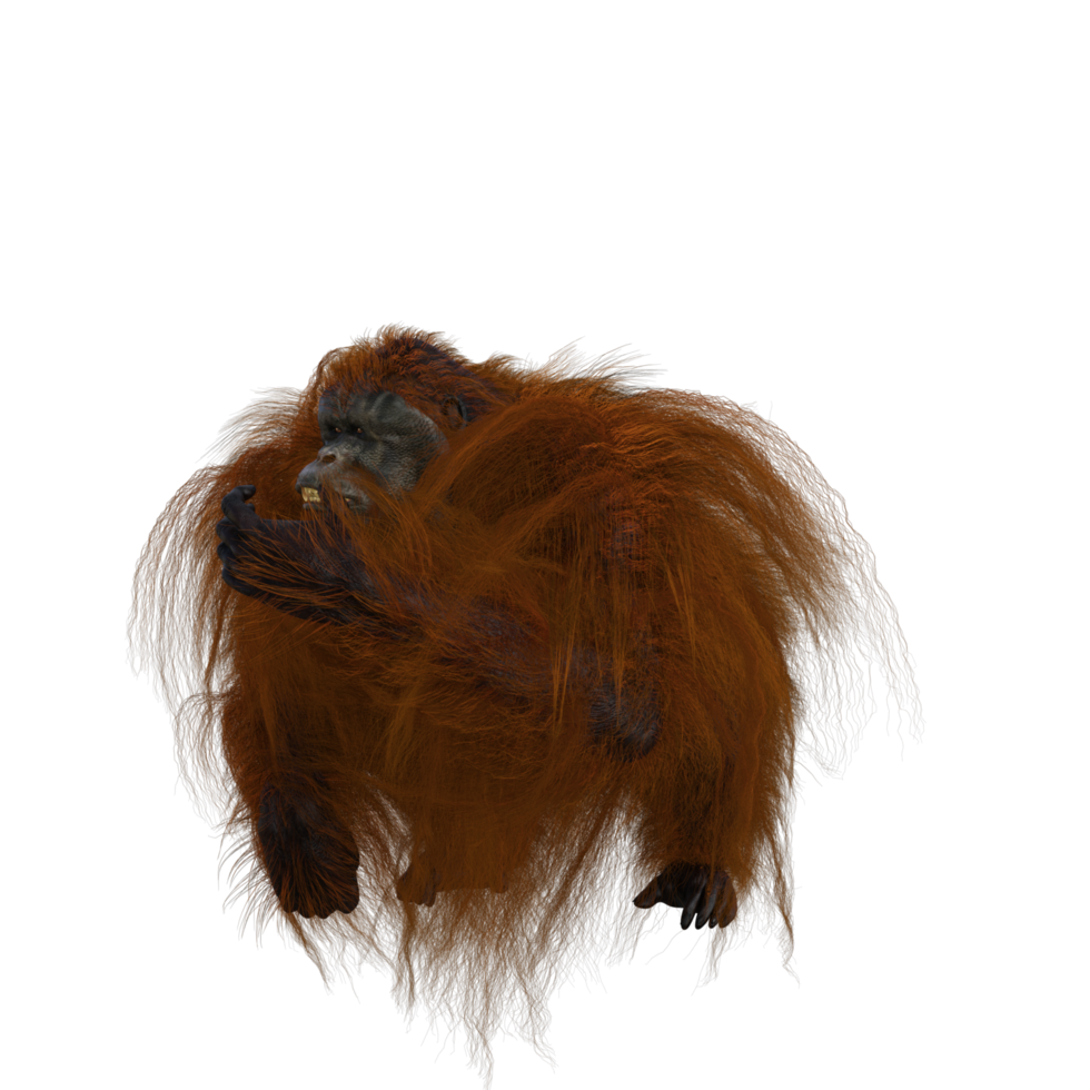 lindo orangután con estilo png