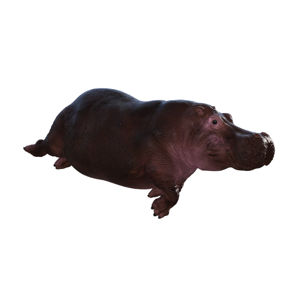 the hippopotamus is posing png