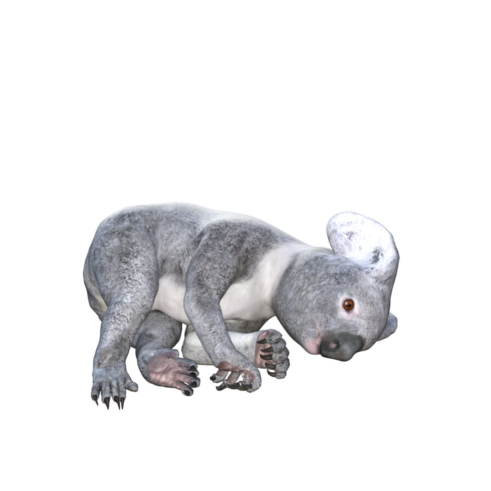 cute koala 3d rendering png