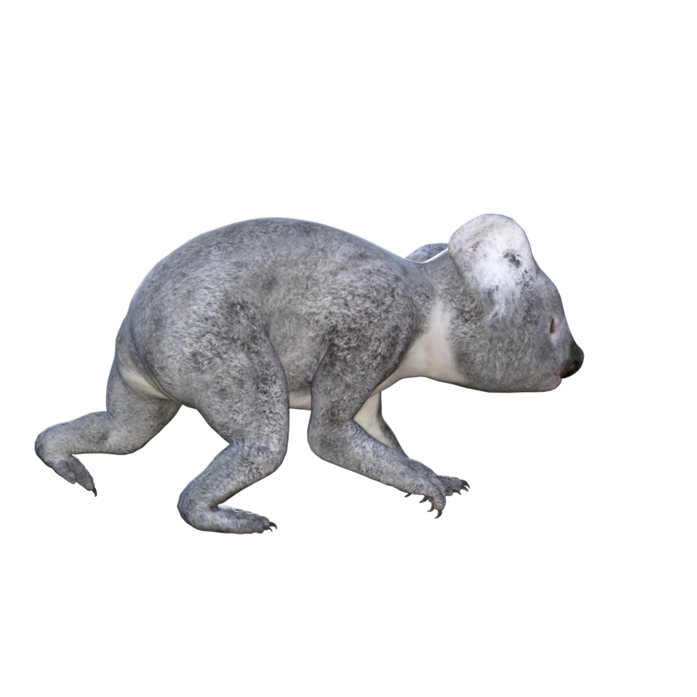 lindo coala renderização em 3d png