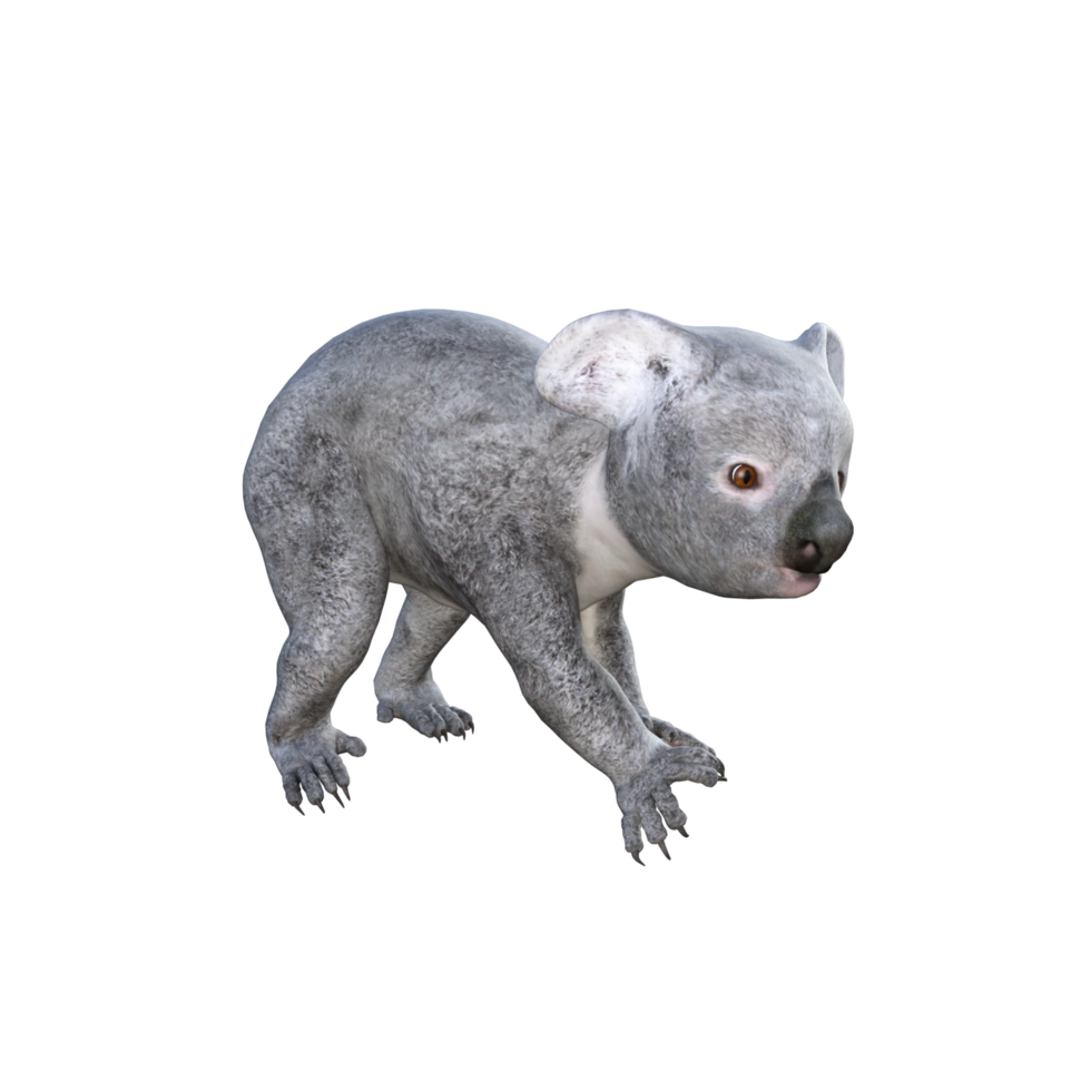 linda representación 3d de koala png