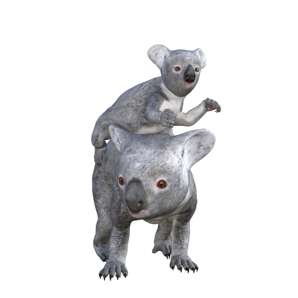 cute koala 3d rendering png