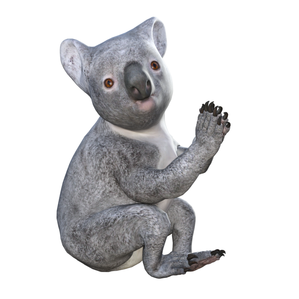 cute koala 3d rendering png