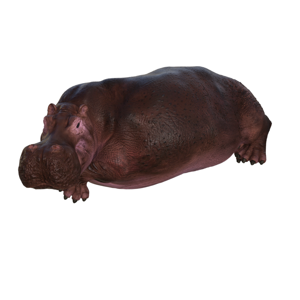 the hippopotamus is posing png