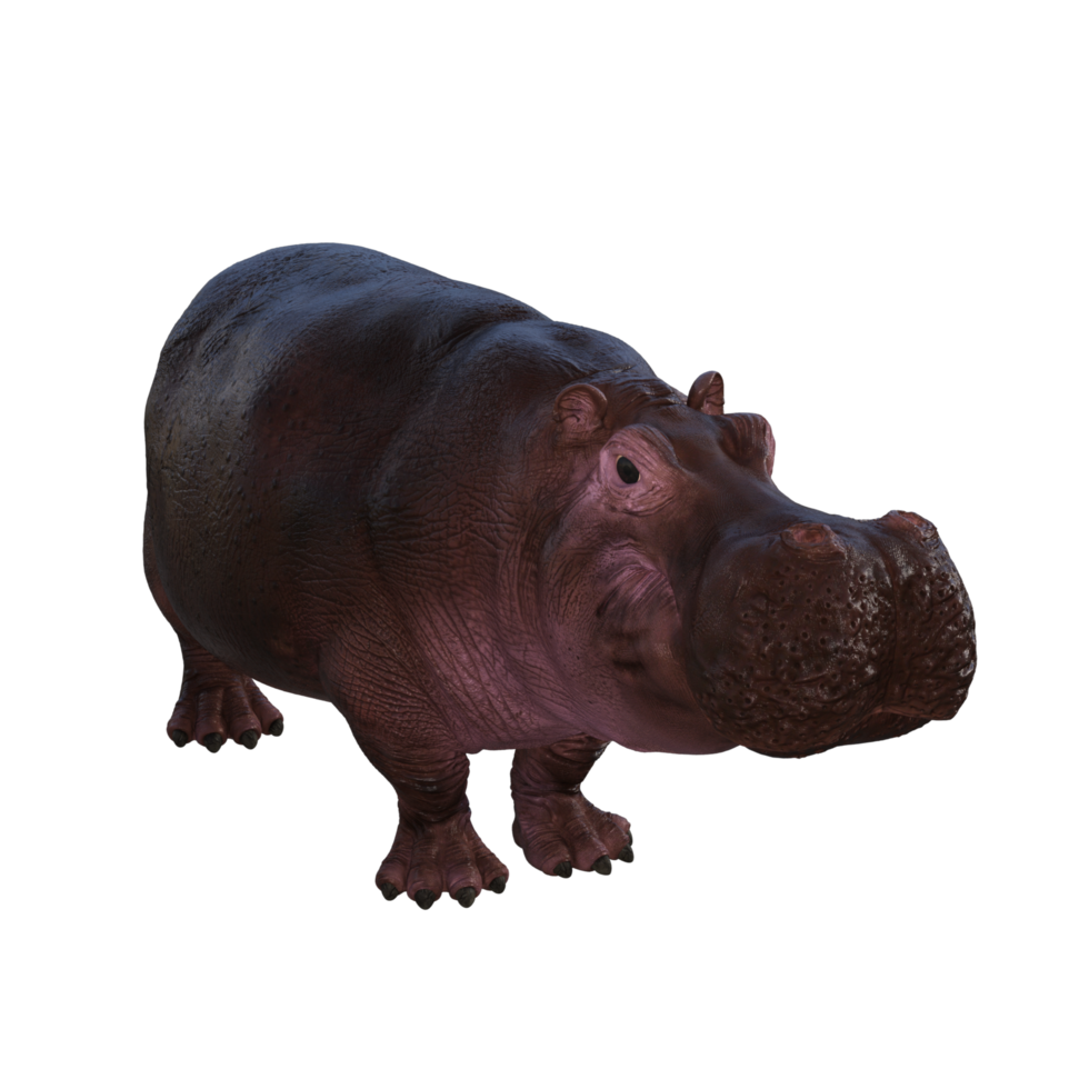 the hippopotamus is posing png