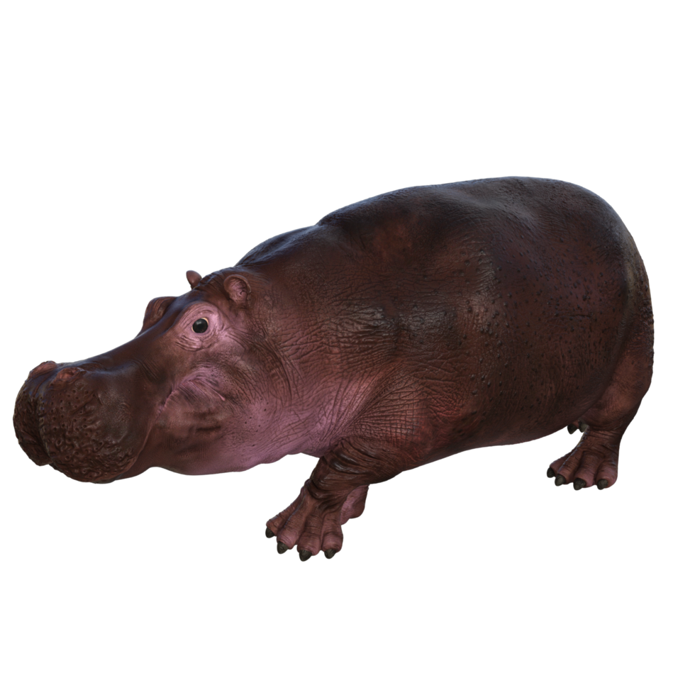 the hippopotamus is posing png