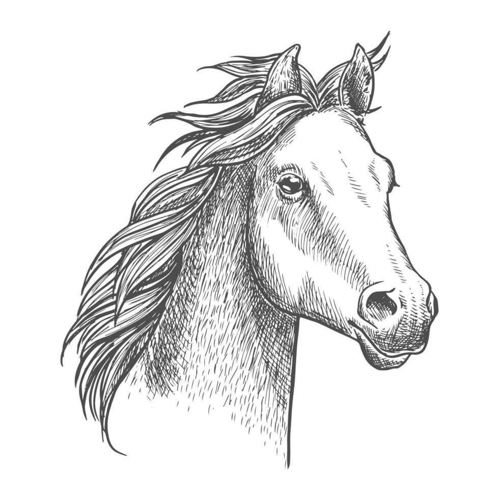 pequeño caballo animado de raza árabe, estilo boceto vector