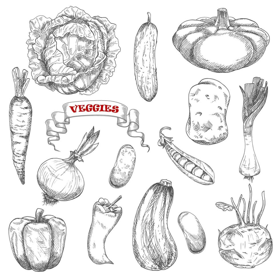 Sketches of isolated farm vegetables vector