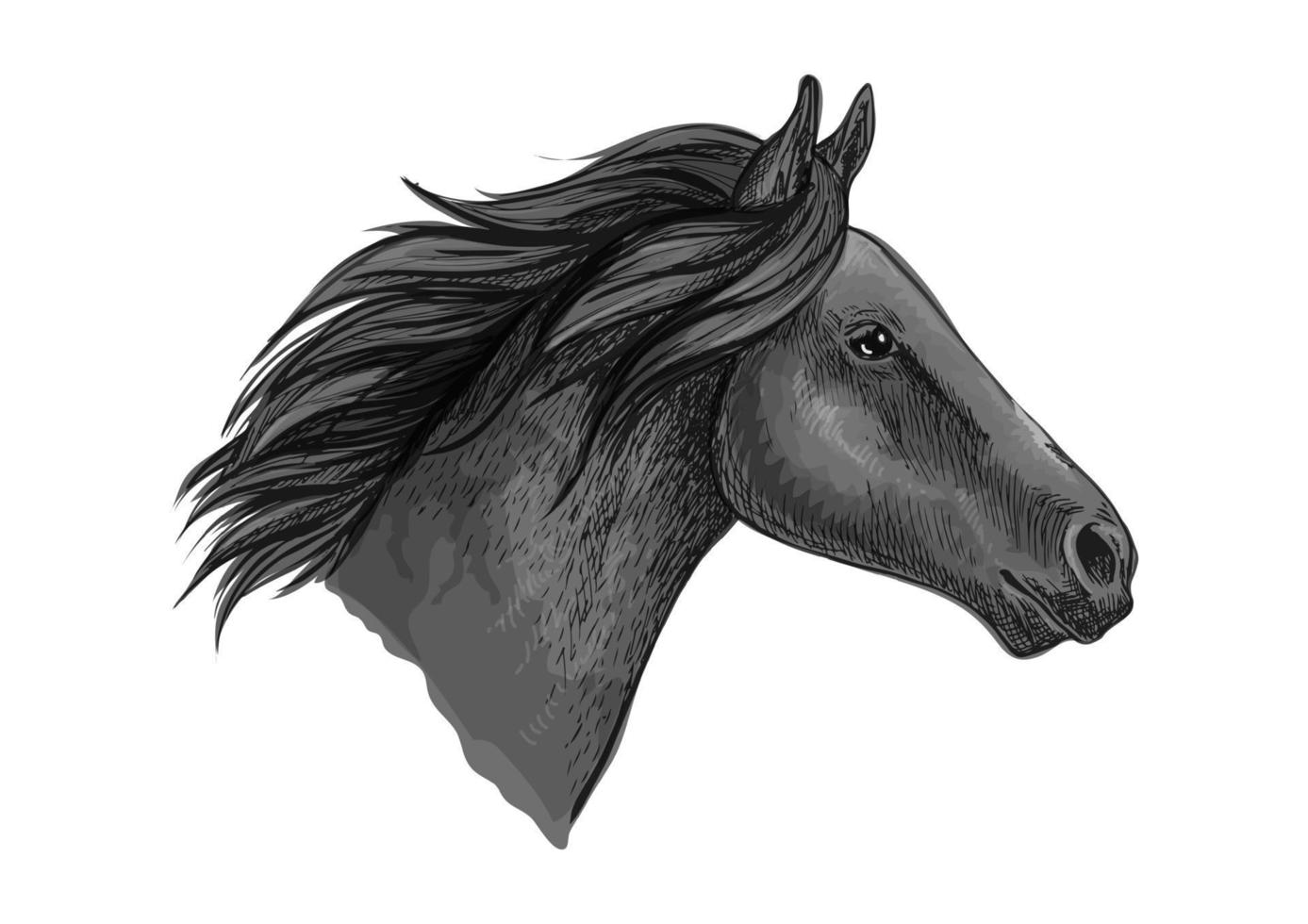 boceto de caballo semental negro con cabeza de caballo de carreras vector