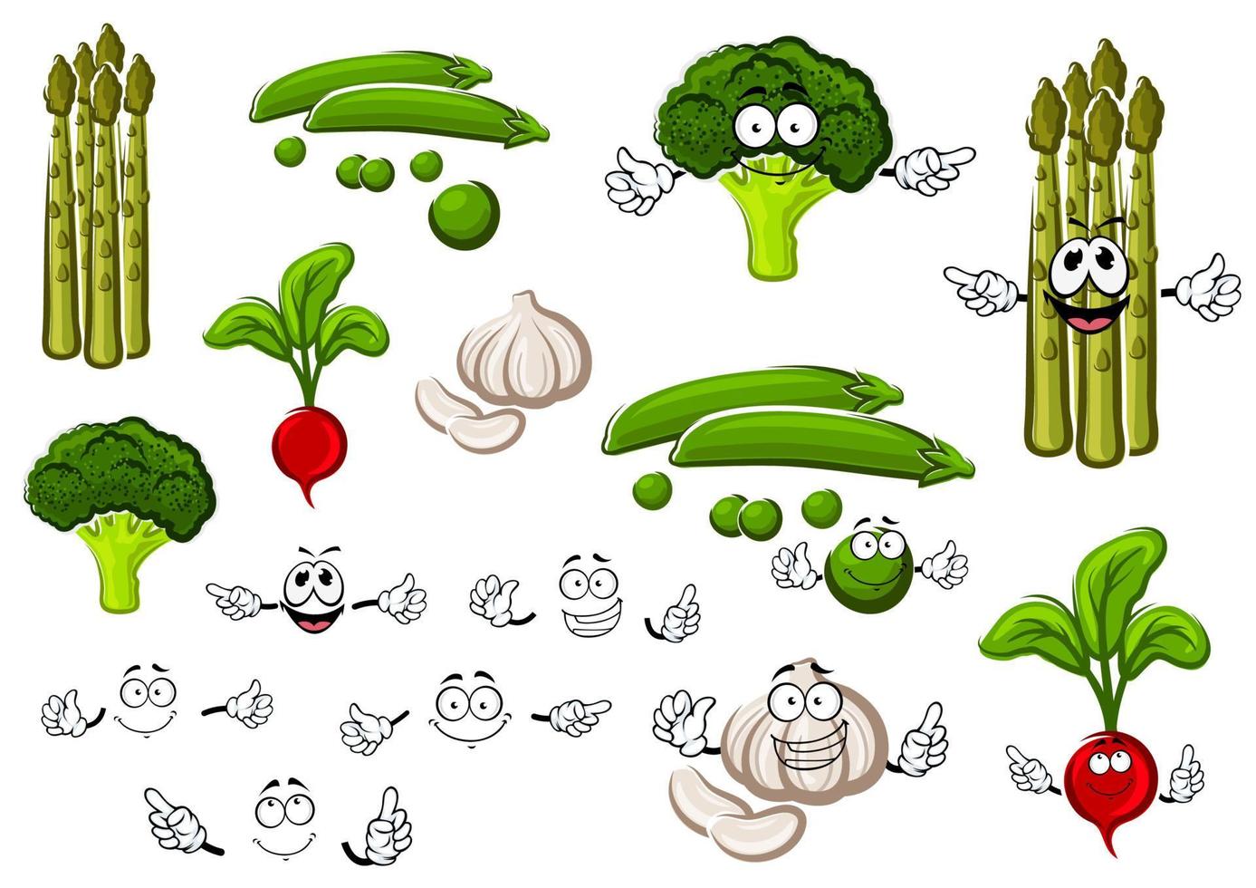 Pea, garlic, broccoli, radish and asparagus vector