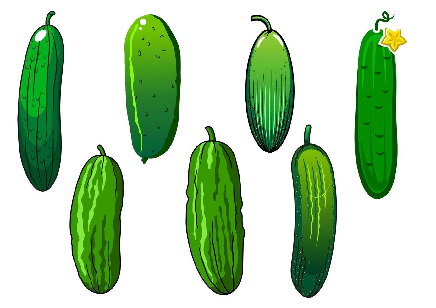 Fresh prickly green cucumber vegetables vector