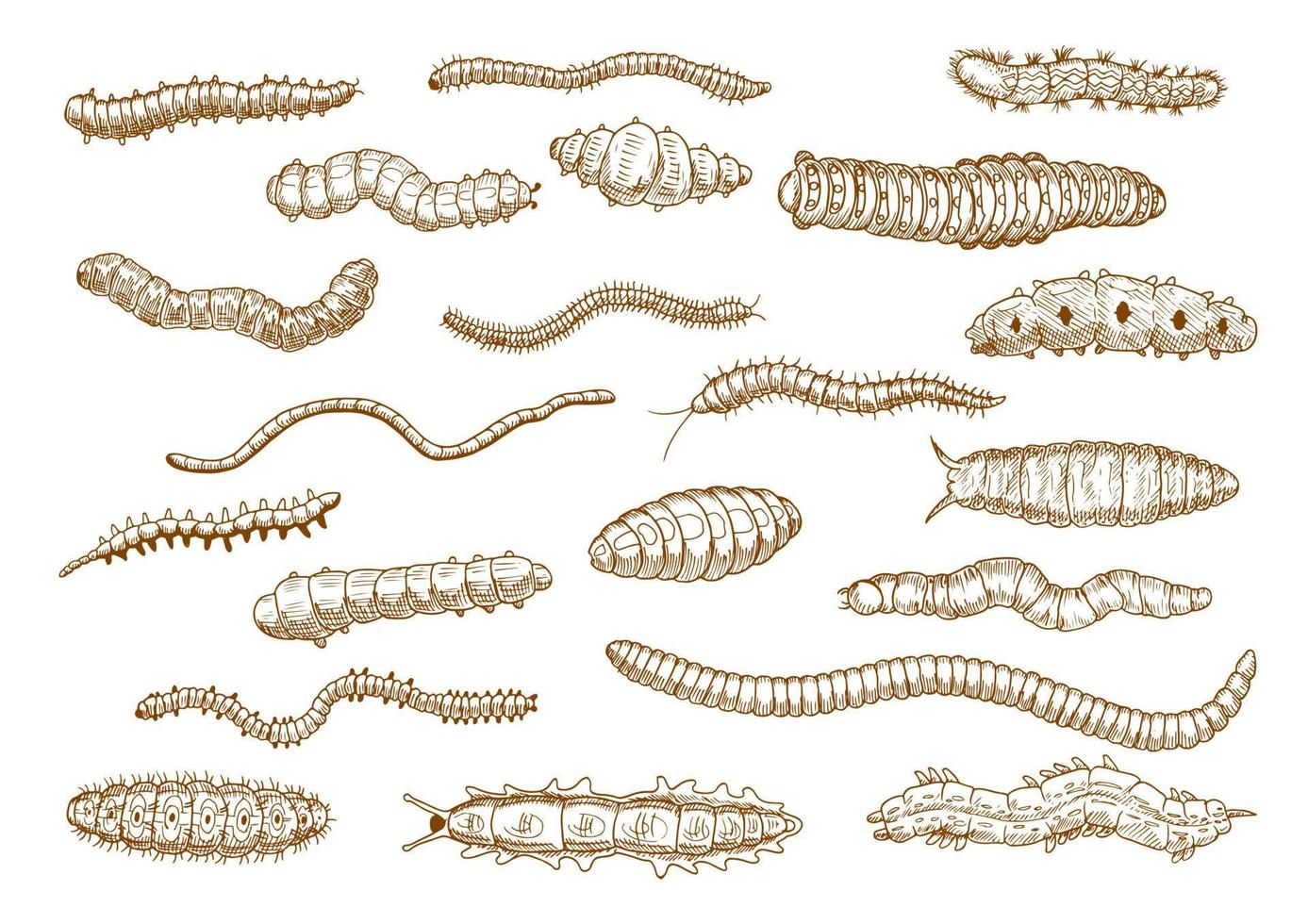 Caterpillars, larvae, worms, slugs, centipedes vector