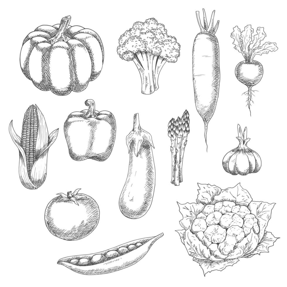 Organic vegetables sketch for agriculture design vector