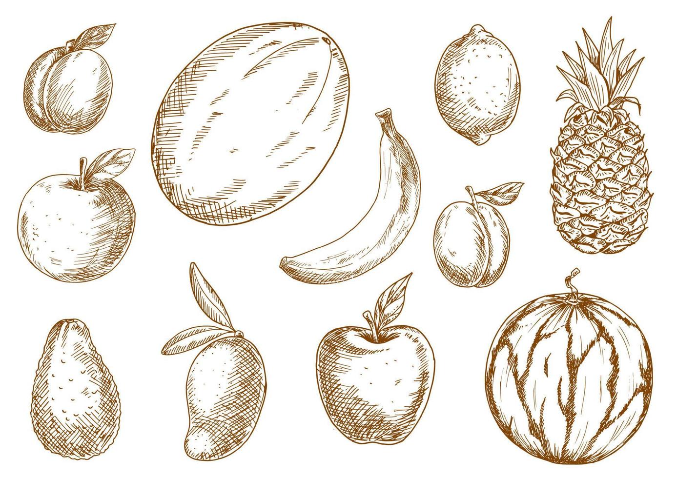 Organically grown tropical, garden fruits sketches vector