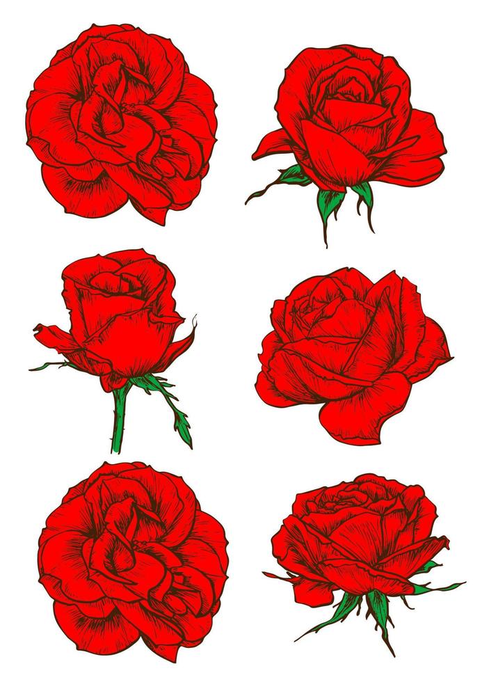 Red rose flowers and buds icons isolated on white vector