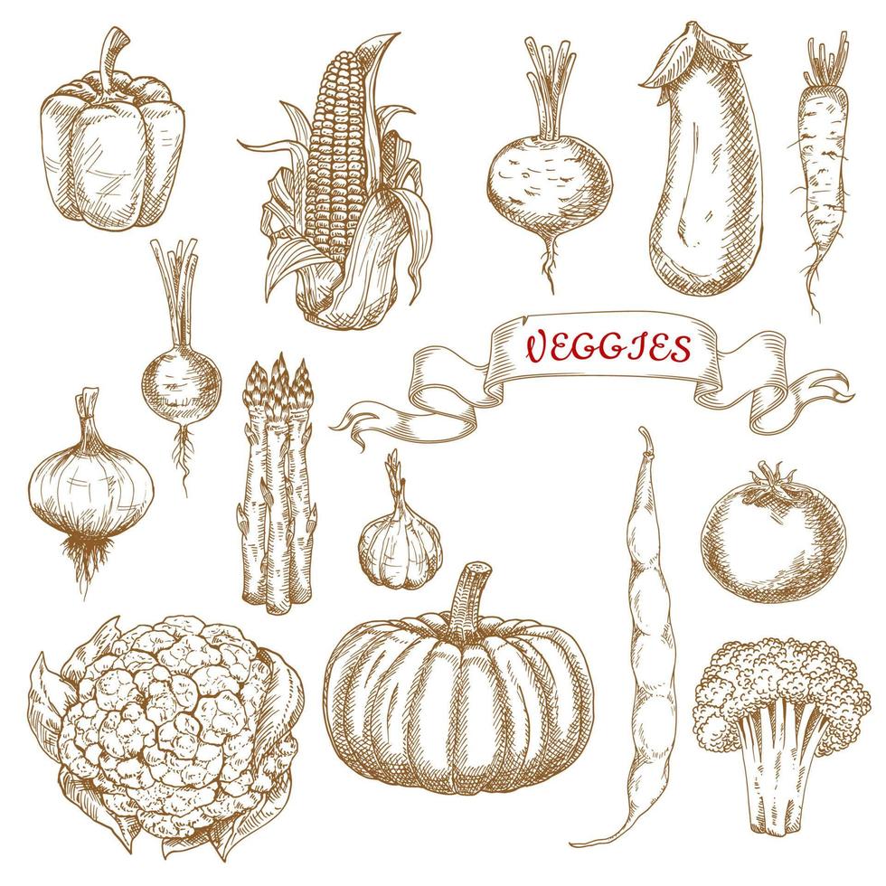 Farm egetables sketches from autumn harvest vector