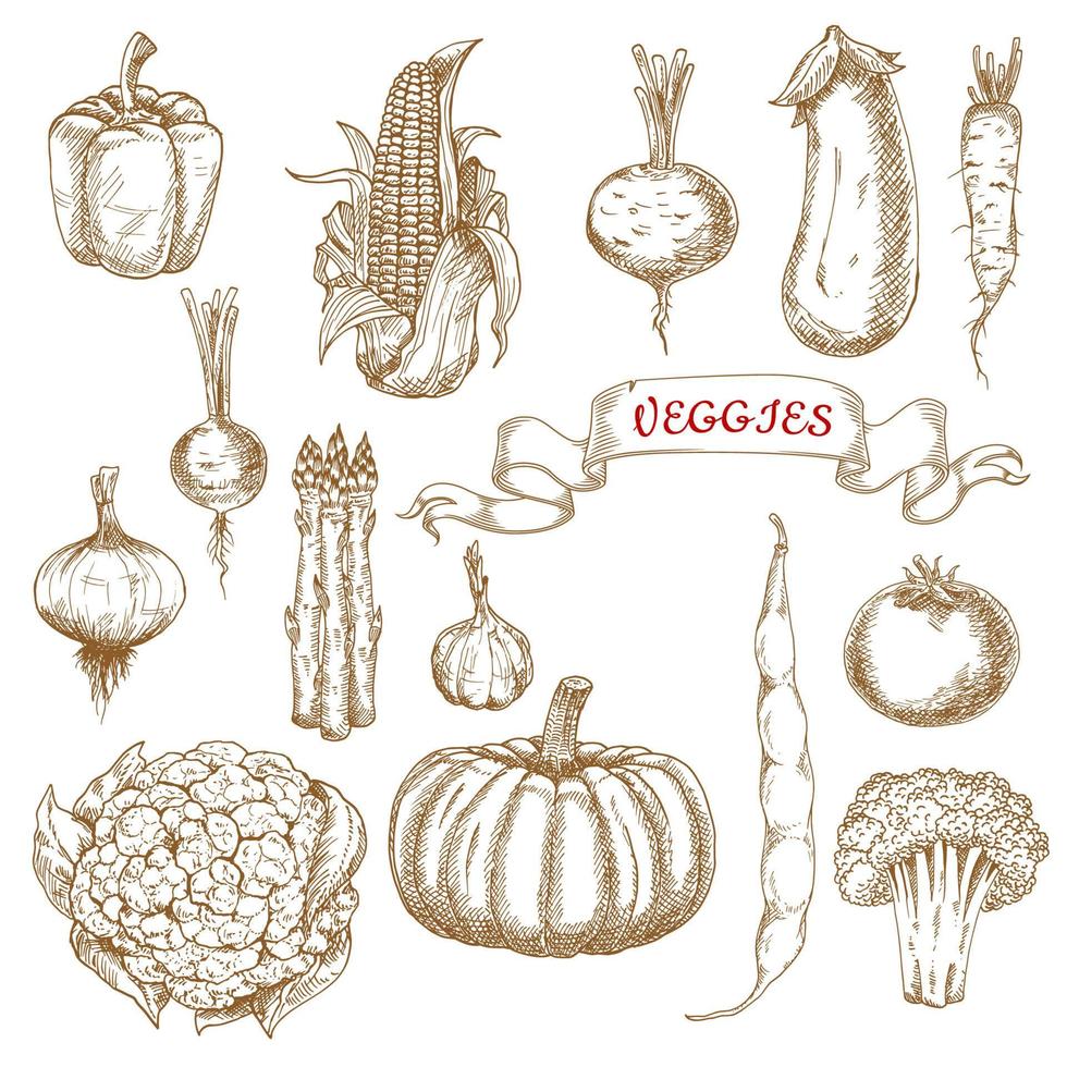 bocetos de verduras de la granja de la cosecha de otoño vector