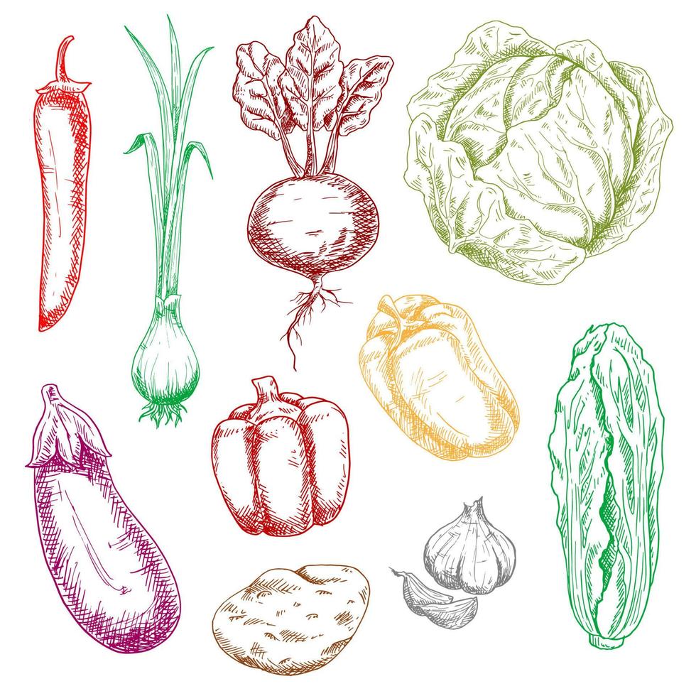 bocetos de verduras de granja y jardín de color vector