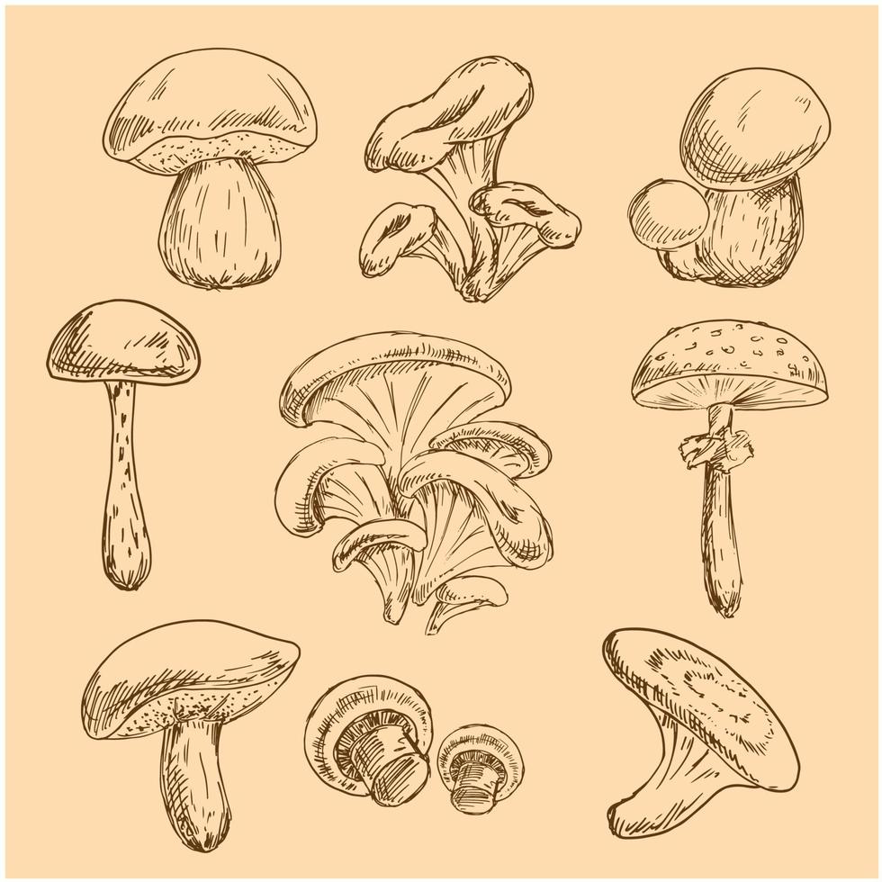 Isolated forest mushrooms sketches set vector