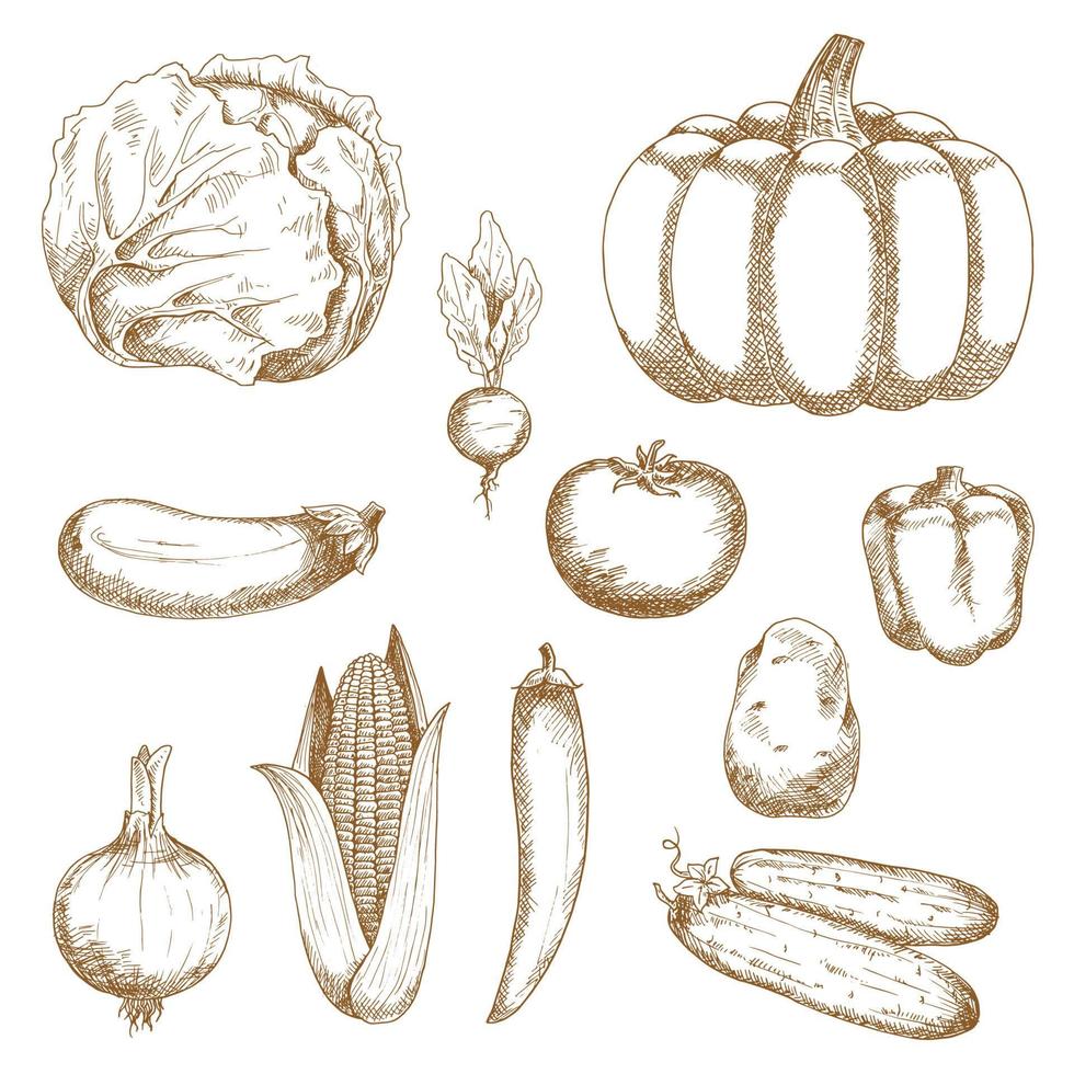 Sketches of organic fresh farm vegetables vector