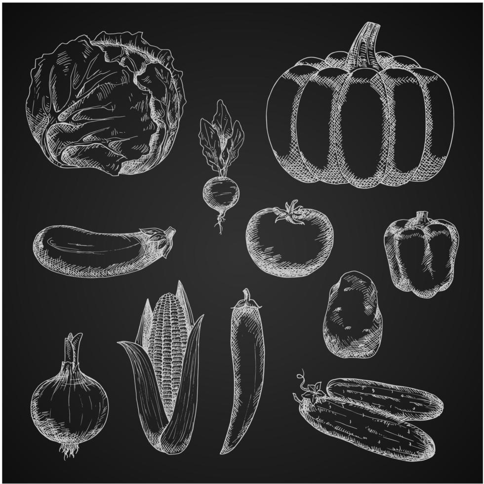 Autumn farm vegetables chalk sketches vector