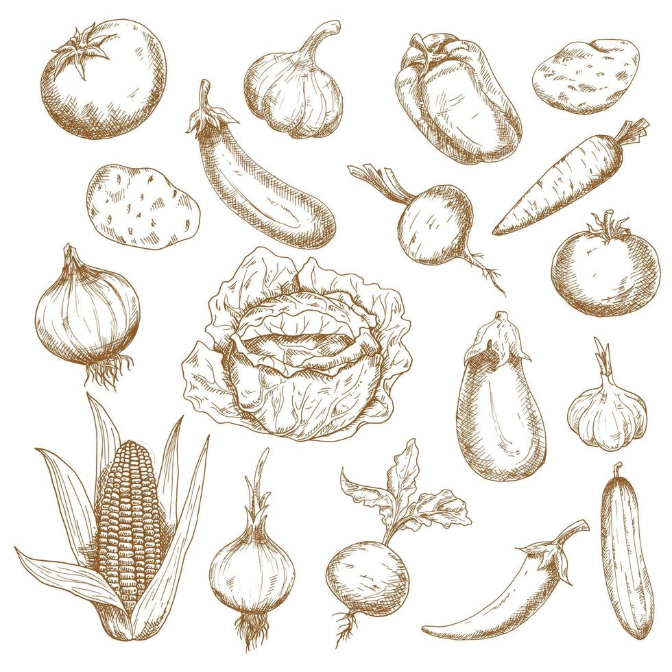 Retro sketches of autumn harvest vegetables vector