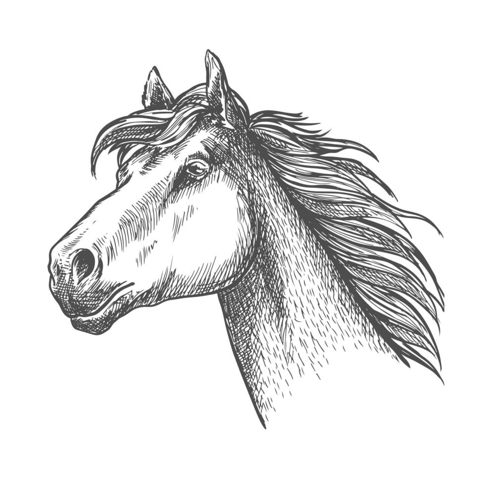 Galloping horse of andalusian breed sketch symbol vector