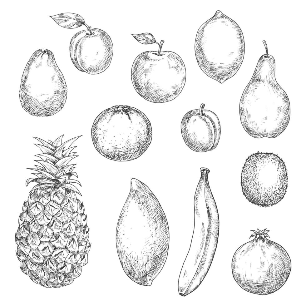 Tropical and garden fruits sketches vector