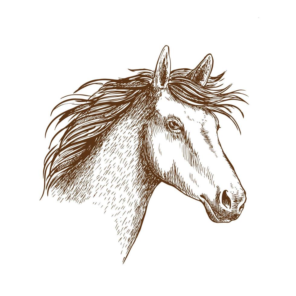 boceto de cabeza de caballo para diseño equino vector