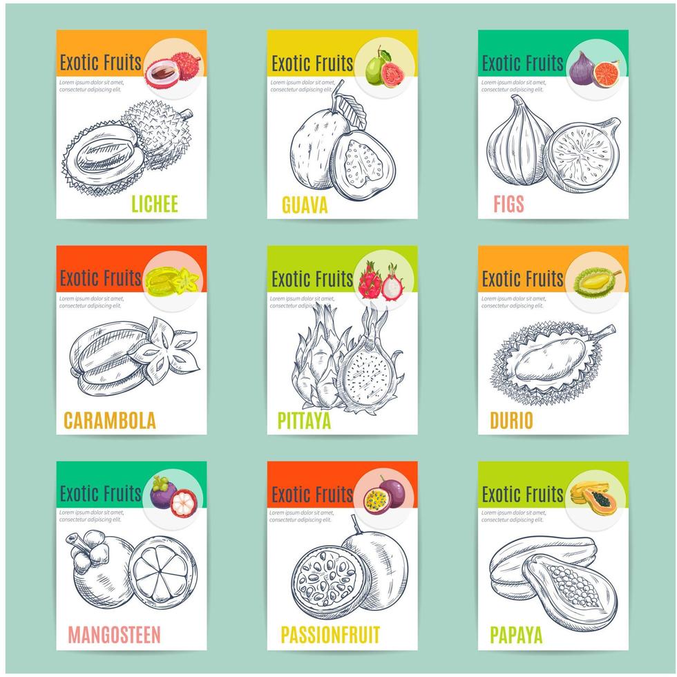 Exotic fruits poster with sketch drawings vector