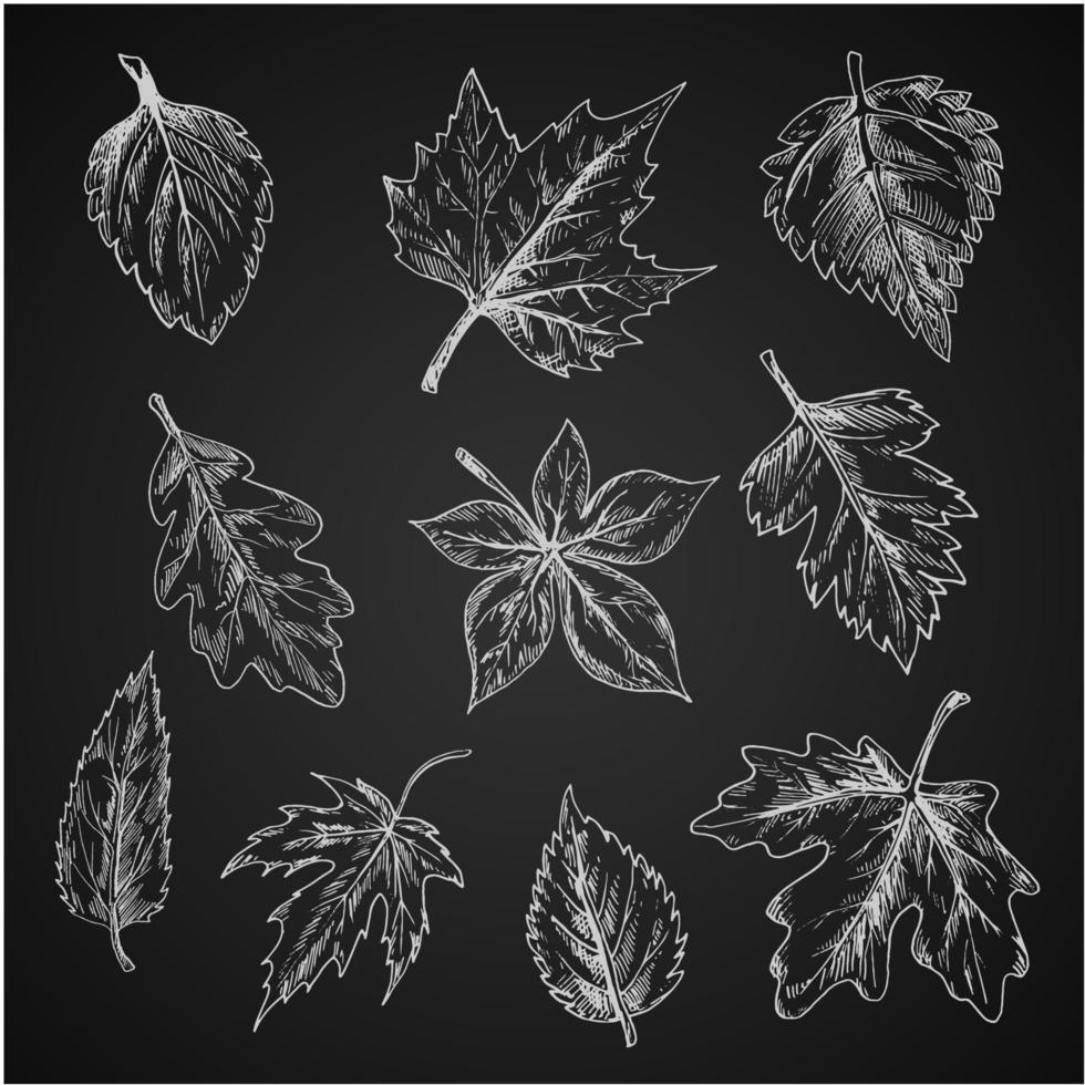 Chalk leaves sketch on blackboard vector