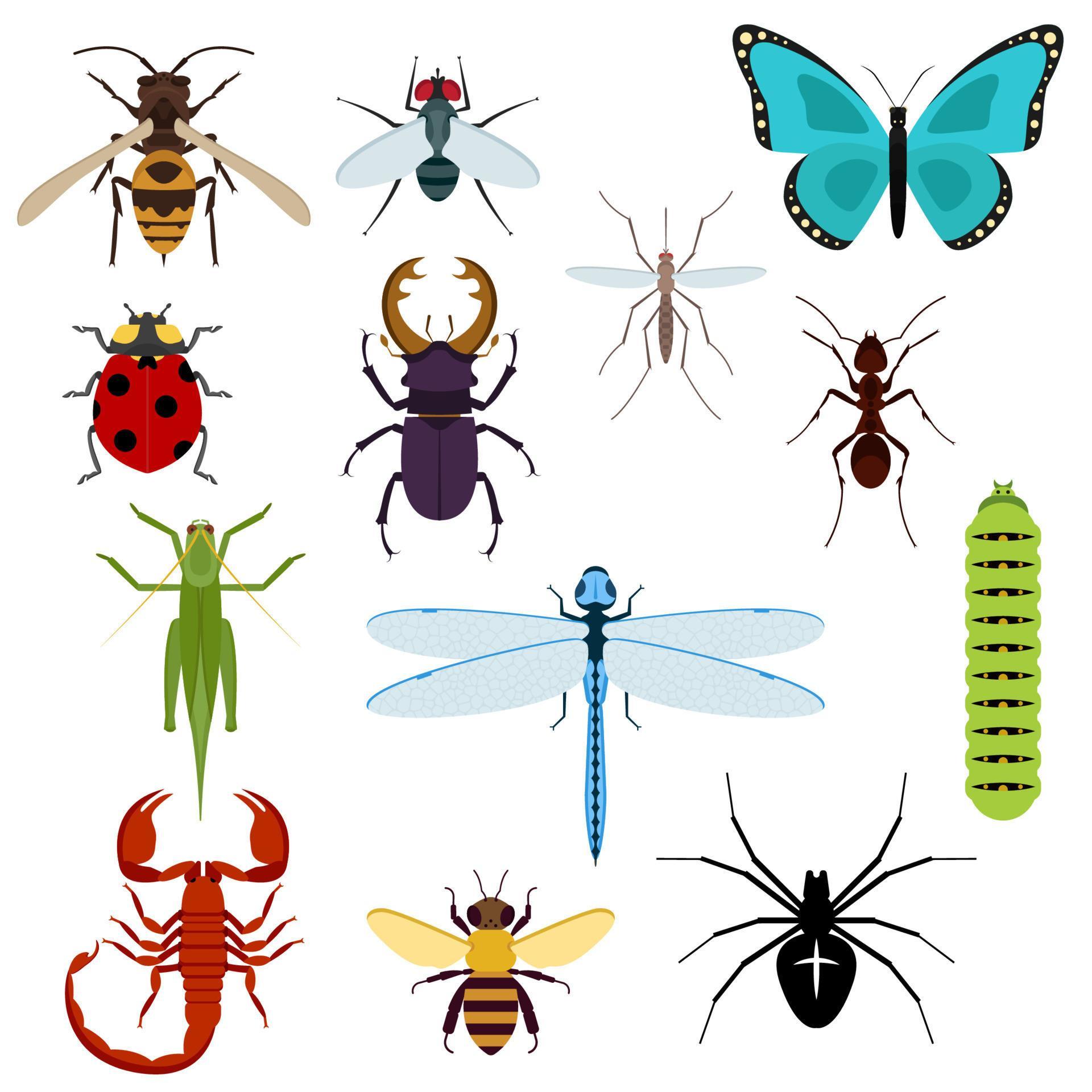 Cartoon isolated colorful insects set 11664514 Vector Art at Vecteezy