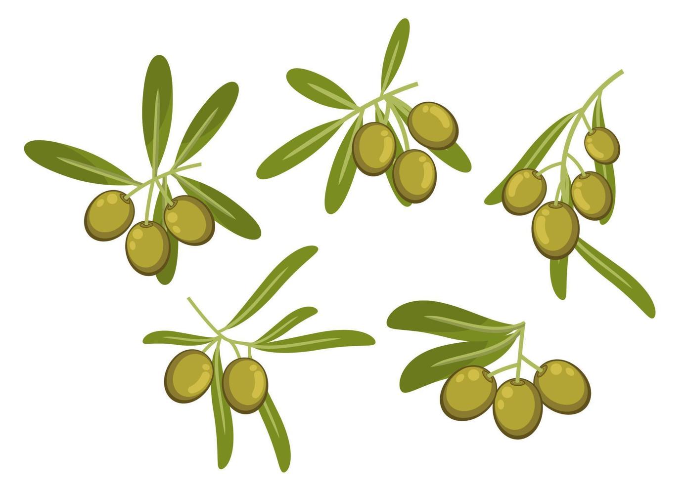 Olive tree branches with green fruits and leaves vector