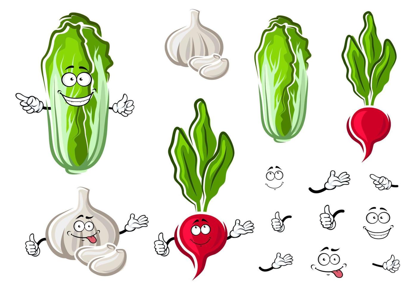 Chinese cabbage, garlic and radish vegetables vector
