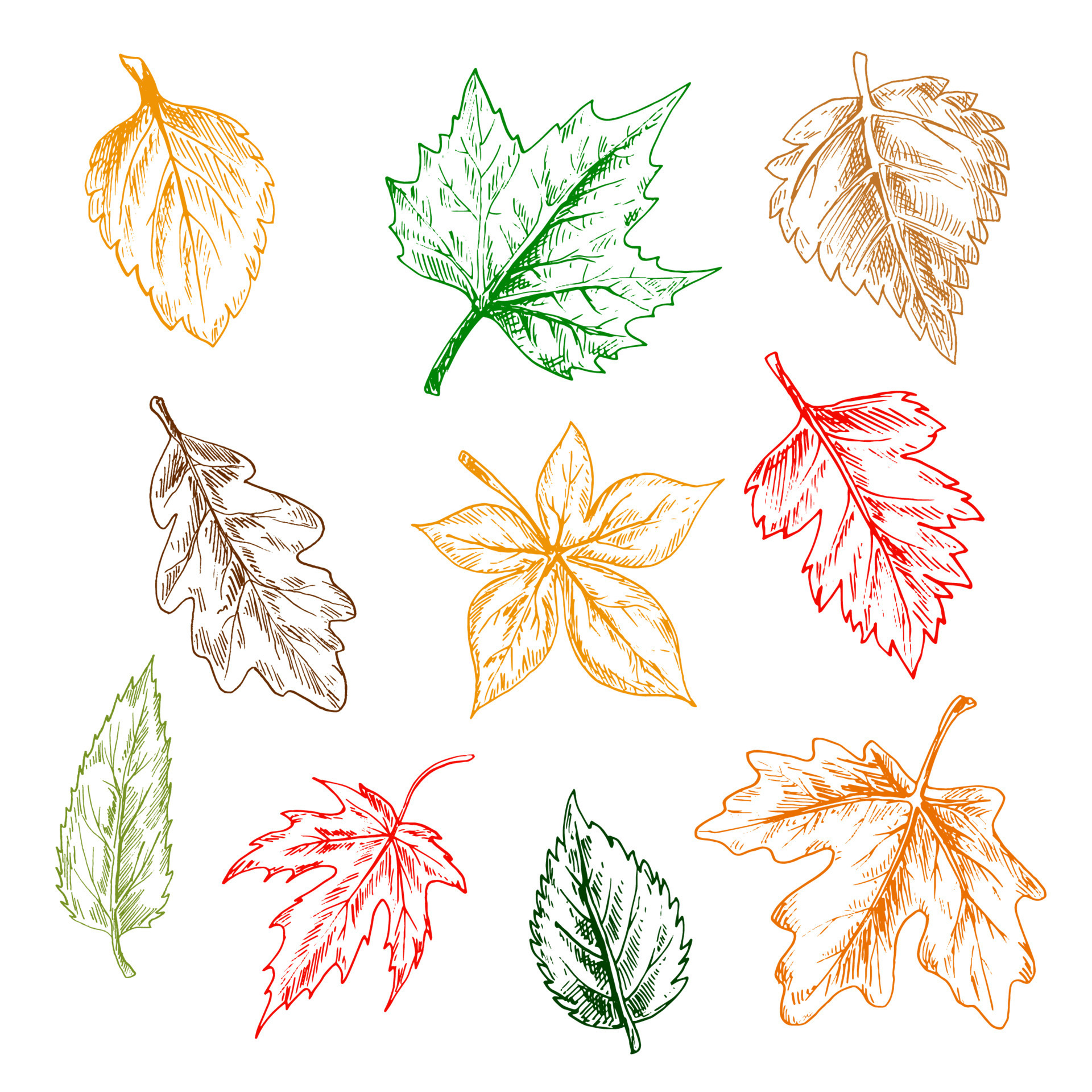 Trees and plants leaves pencil sketch set 11664588 Vector Art at Vecteezy