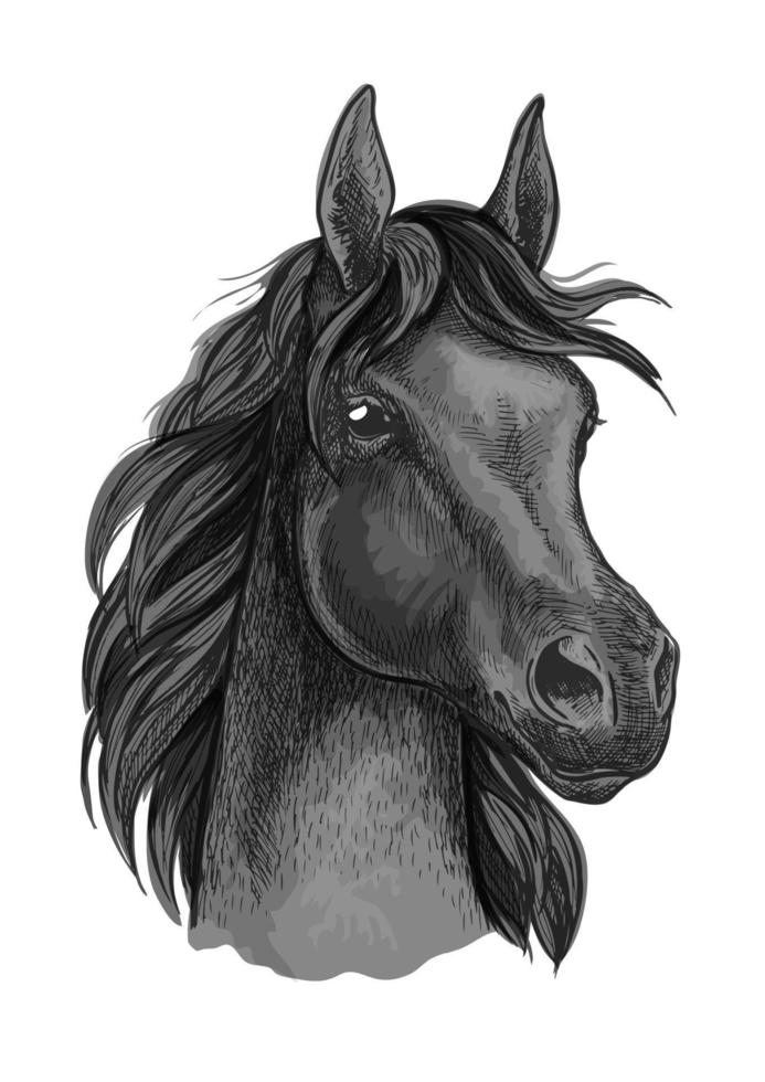 Black horse portrait with shiny dark eyes vector