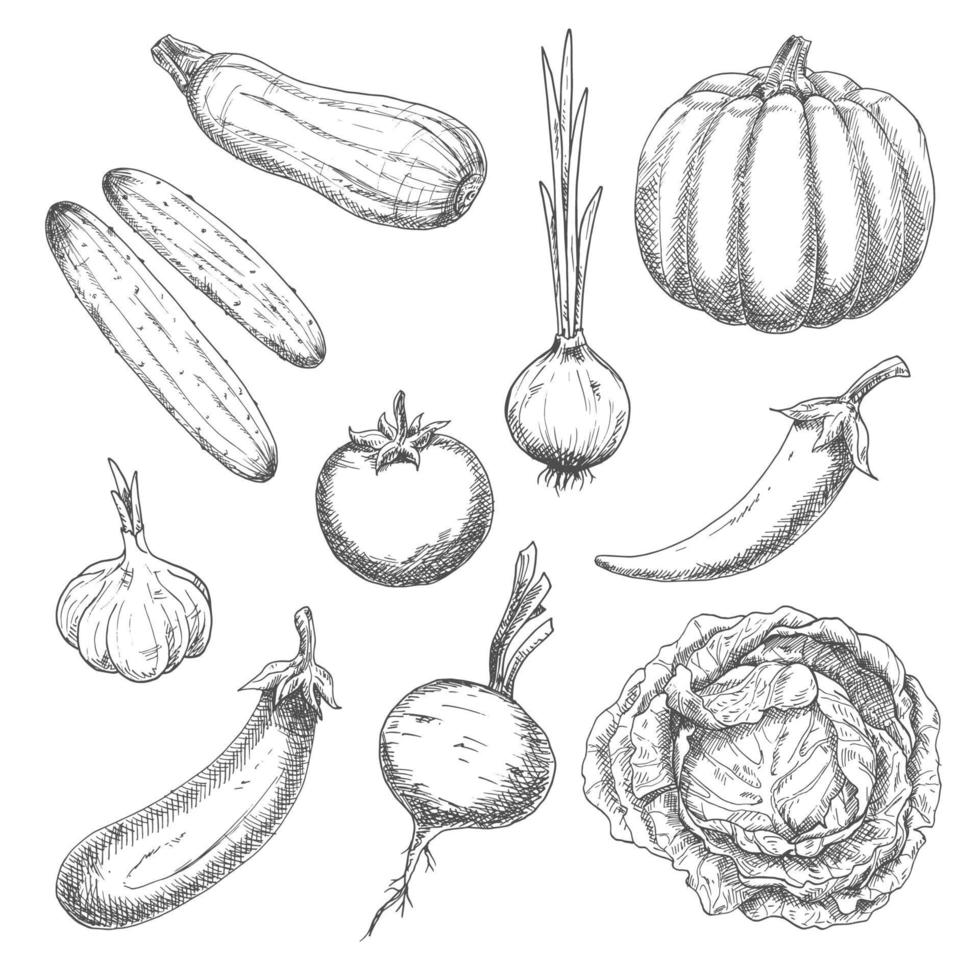 Farm vegetables sketches for agriculture design vector