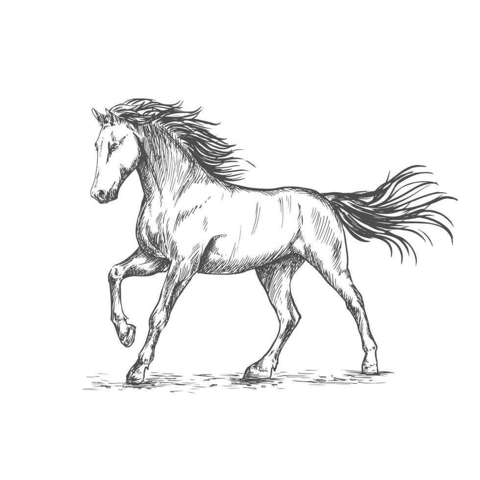 caballo blanco con retrato de boceto estampado vector