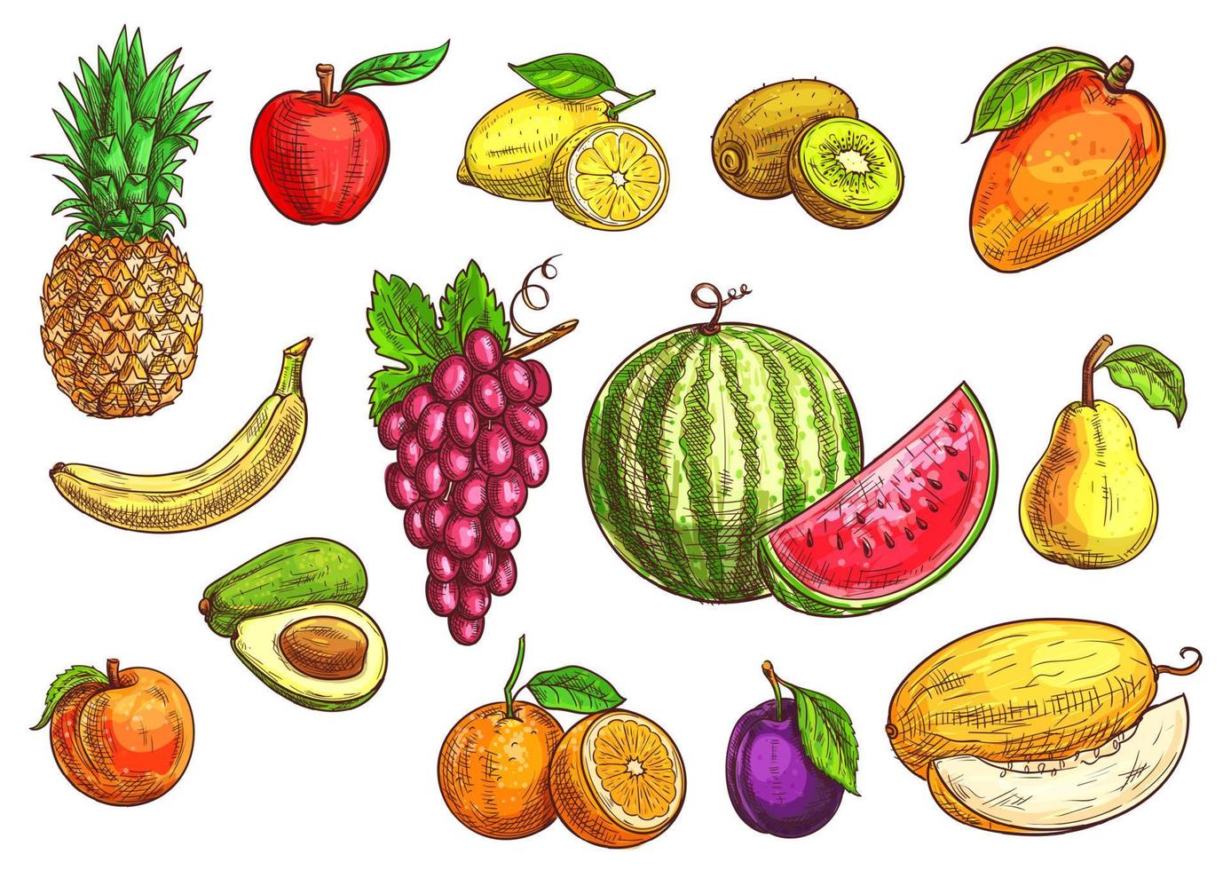 Hand drawn sketch of tropical and exotic fruits. vector