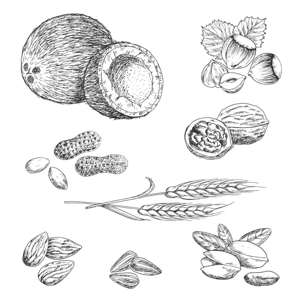 Nuts, seeds, beans and wheat sketches vector