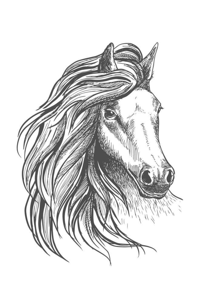 Horse head sketch with wavy mane vector